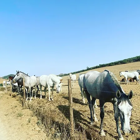 Azafran * Malaga