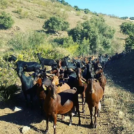 וילה Azafran מאלגה